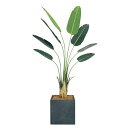 【安心サポート付】人工樹木 オーガスタ(H2000) 人工観葉植物 ボックスプランター 樹木プランター インテリアグリーン