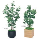 【安心サポート付】人工樹木 シェフレラ(H1700/H1800) 人工観葉植物 ボックスプランター 樹木プランター インテリアグリーン