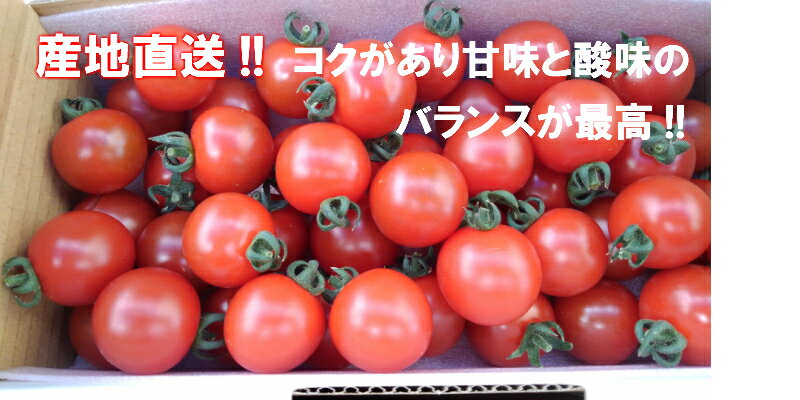 大人気!!送料無料!数量限定!コクがあり酸味と甘味のバランスが最高!宇井さん家のフルーツミニトマト2.4kg0.6kg×4箱(沖縄・その他離島は別途送料)