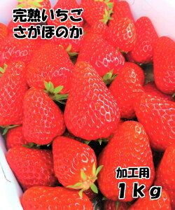 順次発送!送料無料！数量限定！池田さん家の完熟苺さがほのか（加工用）ストロベリー　いちご1kgクール便発送(北海道・沖縄その他離島は追加料金)★到着指定時刻を午後14時以降にして頂くと新鮮な苺をお届けできます。