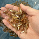 【ナムジャパン】エサ用ヒメダカ 10匹 生餌 活餌 生き餌 活き餌 ひめだか ヒメダカ 川魚 大型魚 肉食魚 ナムジャパン