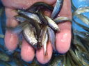 【送料無料】エサ用川魚(モツゴ主体) 30匹〜100匹 生餌 活餌 生き餌 活き餌 ひめだか ヒメダカ 川魚 生体 川魚ミックス モツゴ モロコ ザッコ 大型魚...