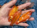 【ナムジャパン】エサ用中和金 10cm〜14cm 1匹大型魚 金魚 爬虫類