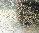【ナムジャパン】エサ用アカヒレ 50匹 1cm前後 生餌 活餌 生き餌 活き餌 ひめだか ヒメダカ 川魚 大型魚 肉食魚 ナムジャパン
