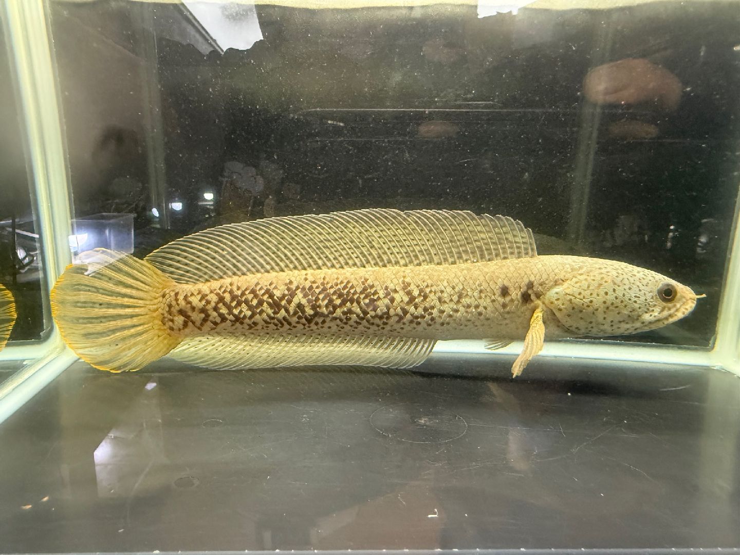 チャンナバルカ 29.5cm 1匹 個体No.001 インド産 生体 スネークヘッド 大型魚 肉食魚 ナムジャパン