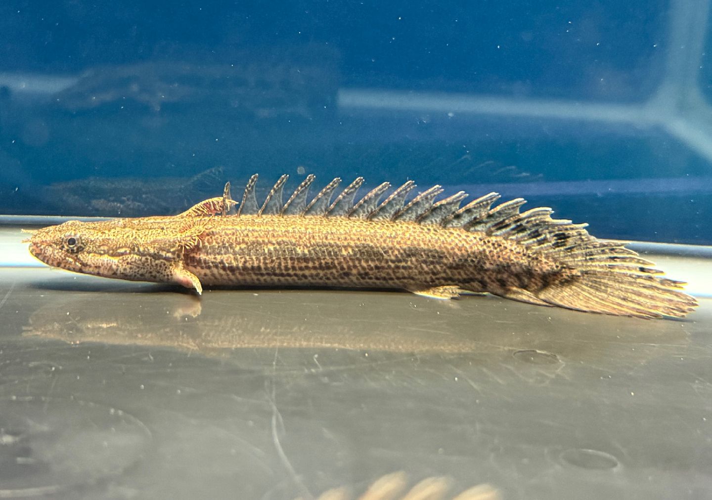 ポリプテルスビキールコリバ約２７センチ 淡水魚】大特価 ポリプテルス ビキールspコリバ コウロントン産
