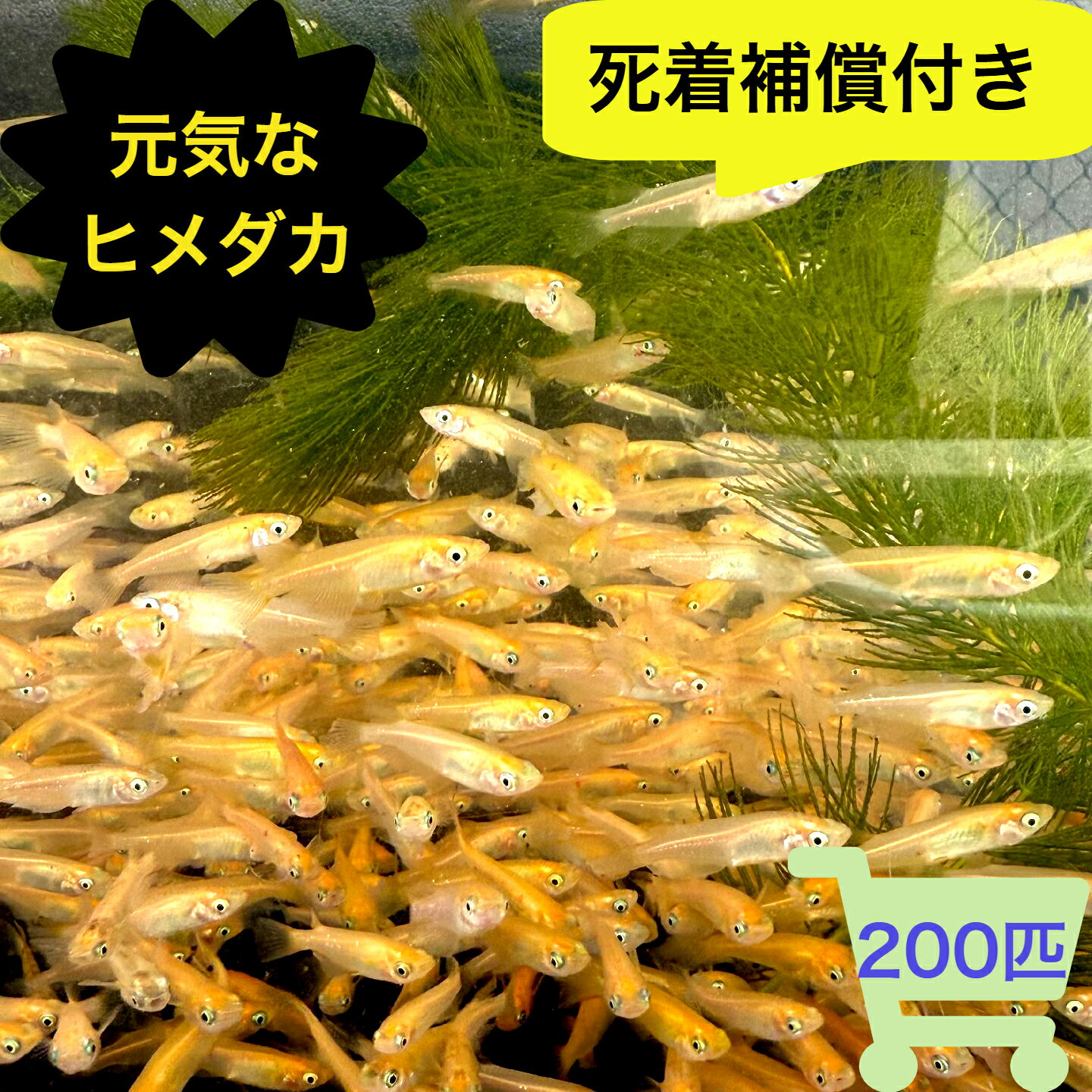 楽天市場】メダカ 200匹の通販