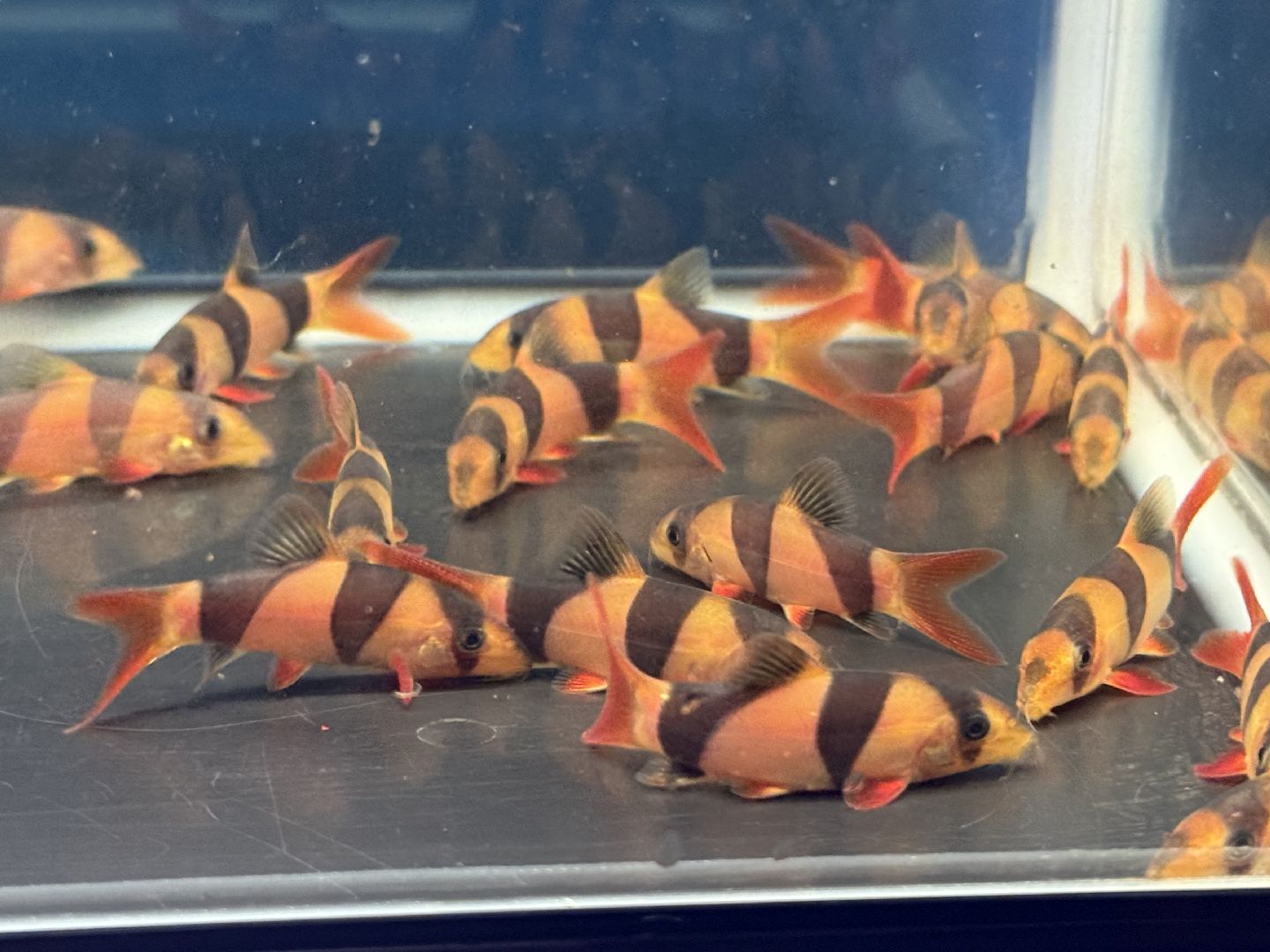 楽天市場】クラウンローチ（観賞魚｜熱帯魚・アクアリウム）：ペット