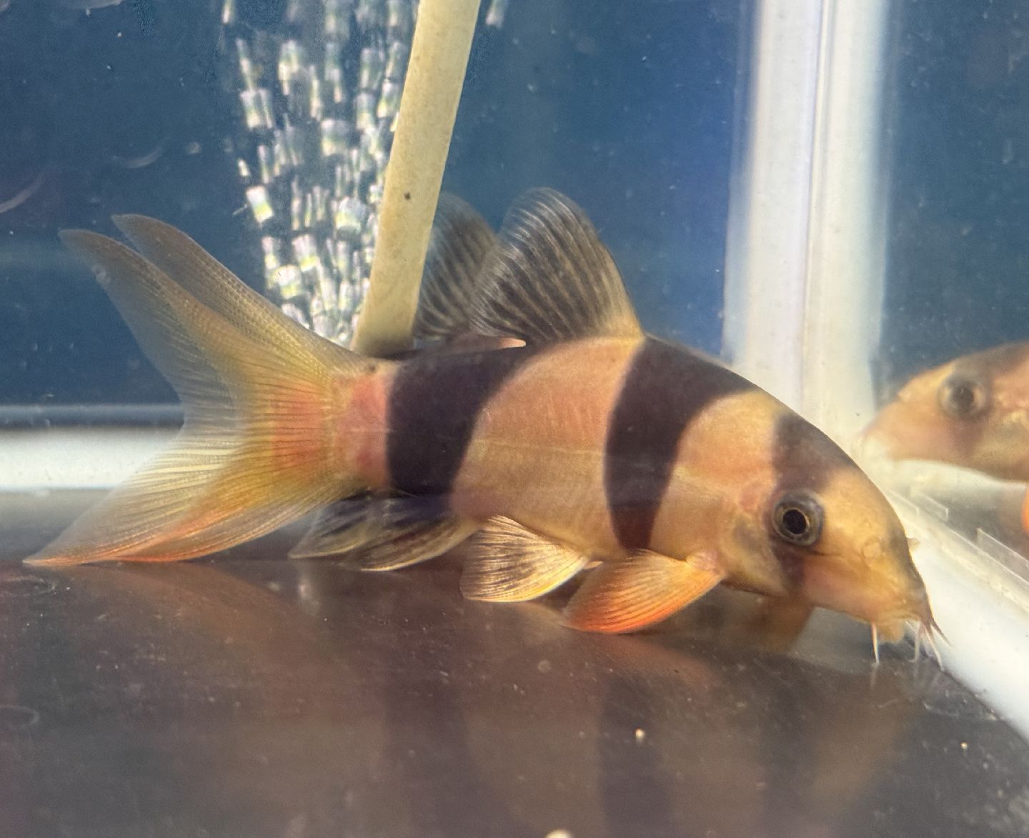 楽天市場】クラウンローチ（観賞魚｜熱帯魚・アクアリウム）：ペット