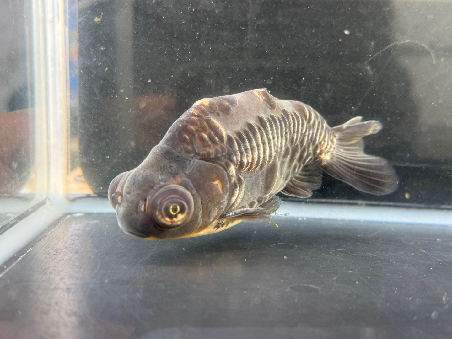 楽天市場】金魚 穂竜の通販
