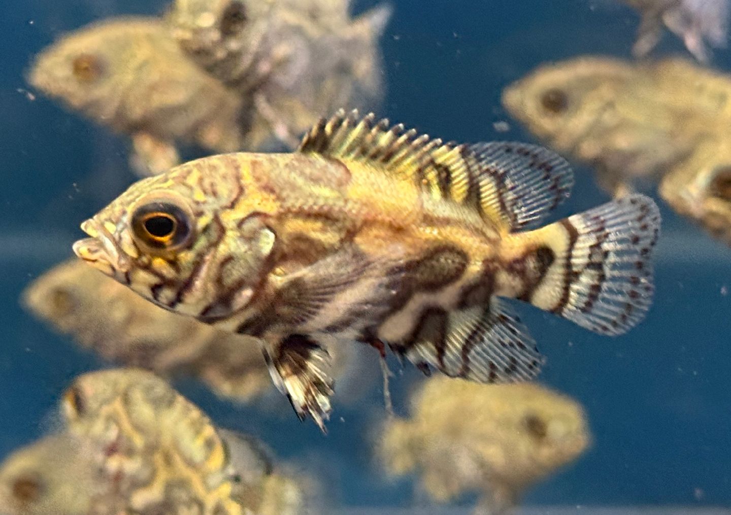 熱帯魚（ブラジル産ワイルドオスカー） 水槽セット900 淡水魚】激レア 極上個体群 ワイルドオスカー マディラ水系