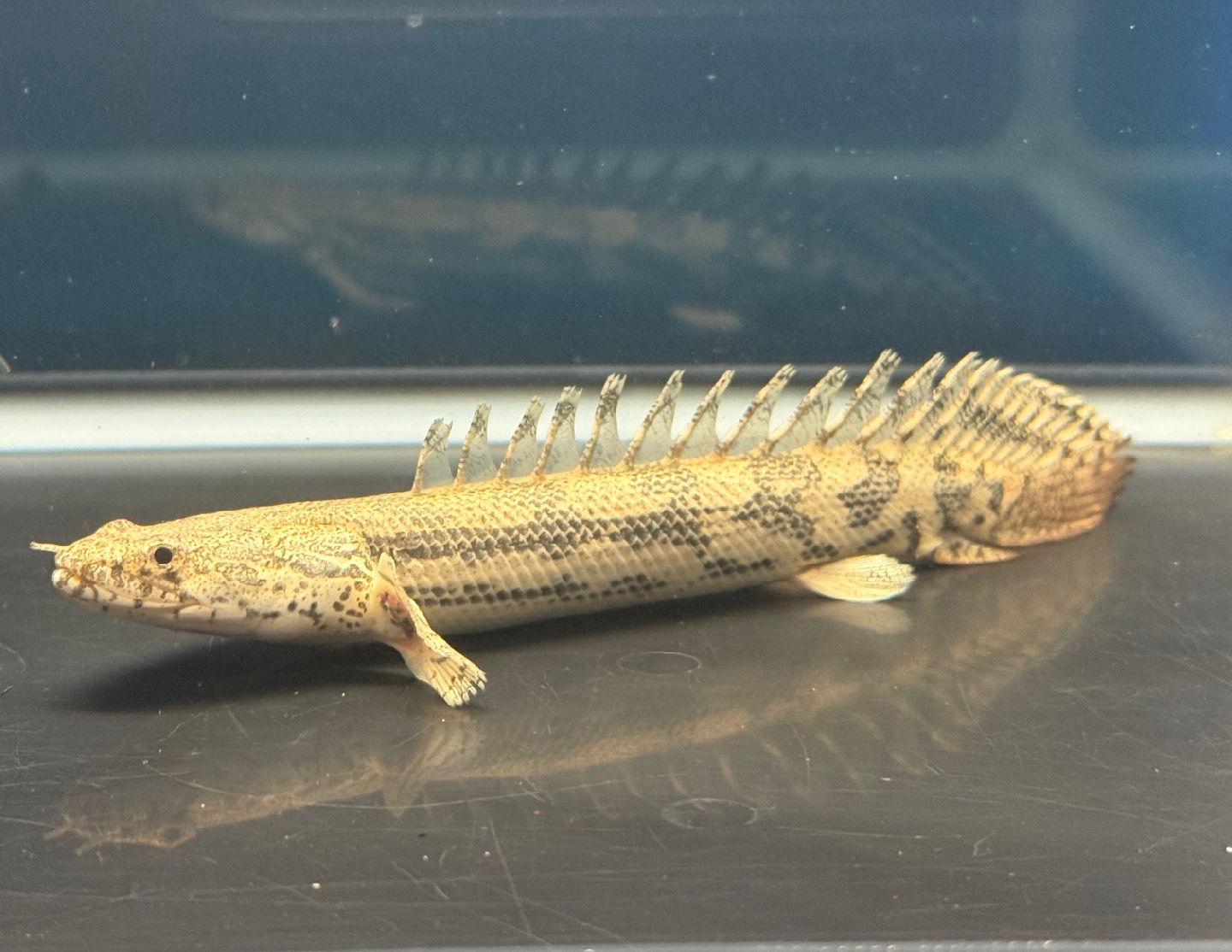 ポリプテルス ラプラディ（熱帯魚・アクアリウム 【淡水魚】遂に入荷 