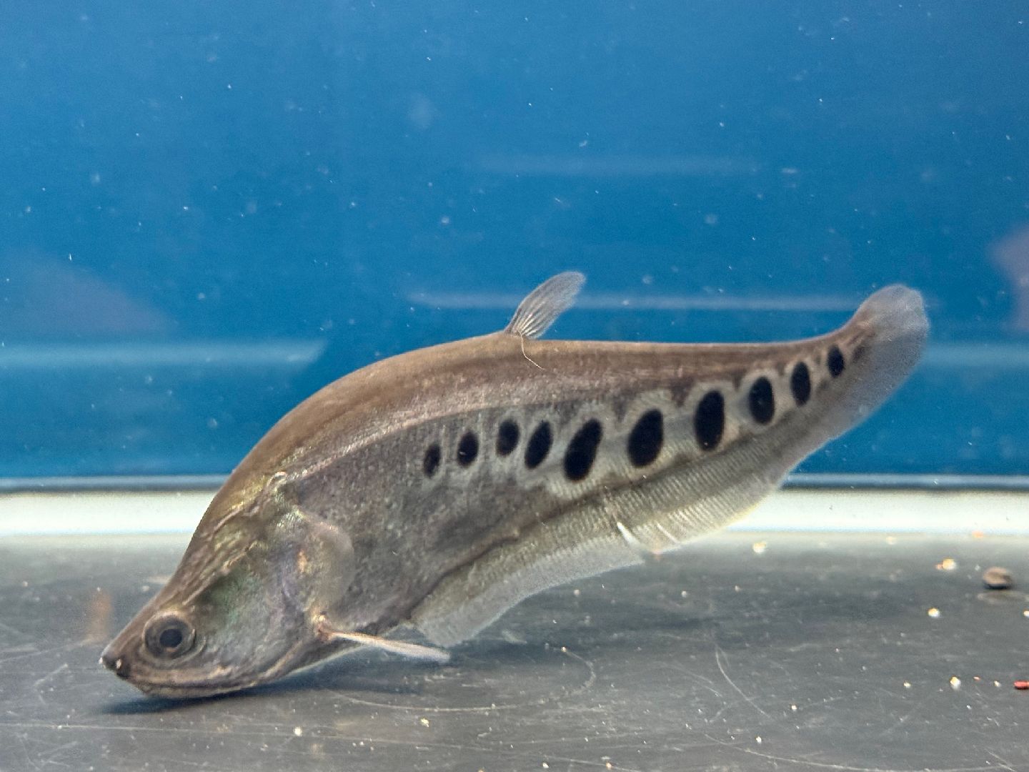 スポットナイフ　スポッテットナイフ　スポット多め 楽天市場】熱帯魚 スポットナイフの通販