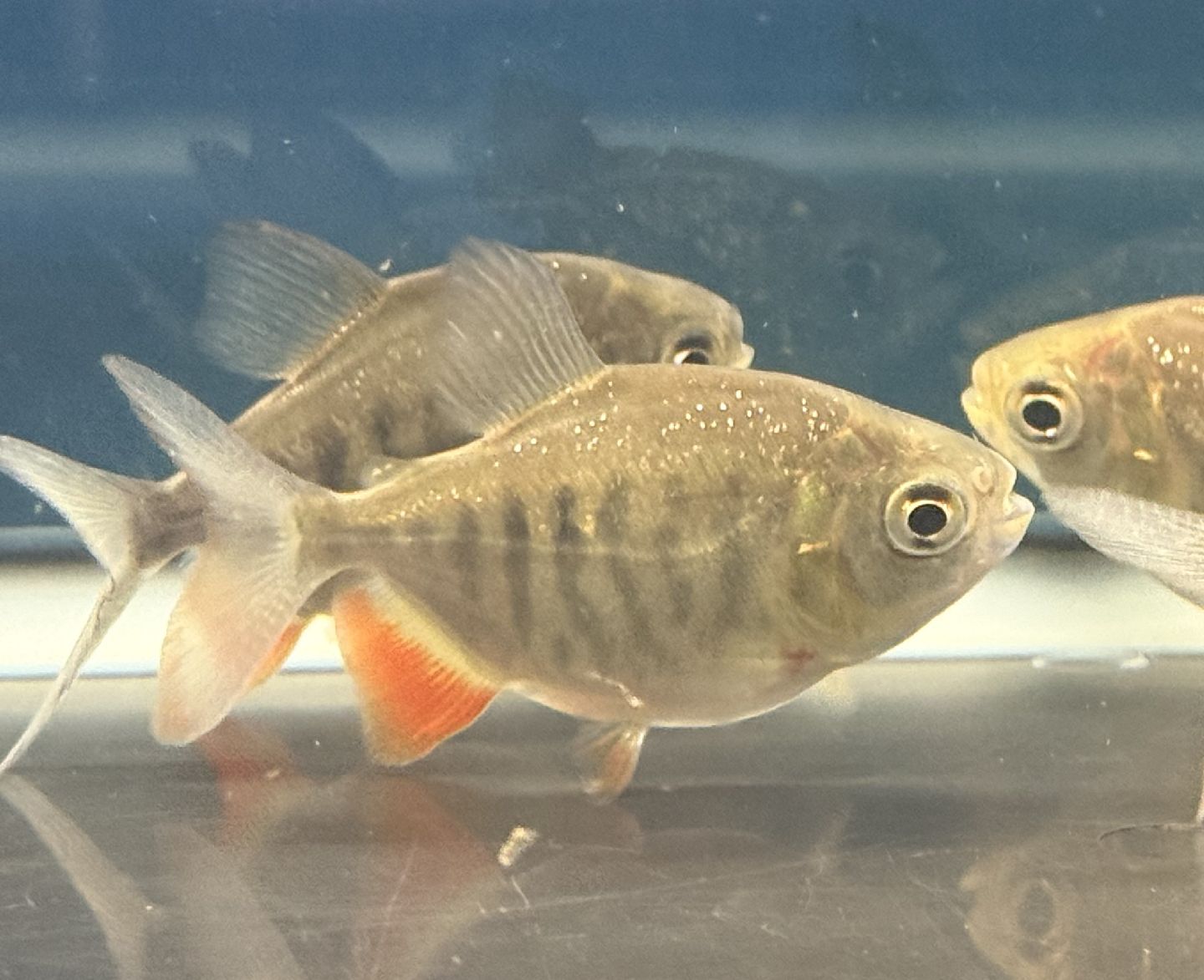 楽天市場】コロソマ 飼育の通販
