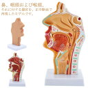 人体模型 鼻 口 咽頭 喉頭部 正中断面模型 喉頭部模型 口模型 鼻模型 喉頭部模型 鼻モデル 咽頭モデル 解剖模型 人体モデル 標本 学習 ..