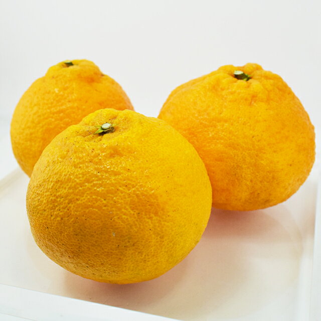送料無料　鹿児島長島獅子島産　デコポン　5kg　※1/20より順次出荷予定　産地直送 同梱・代引不可　　鹿児島県産 柑橘 みかん