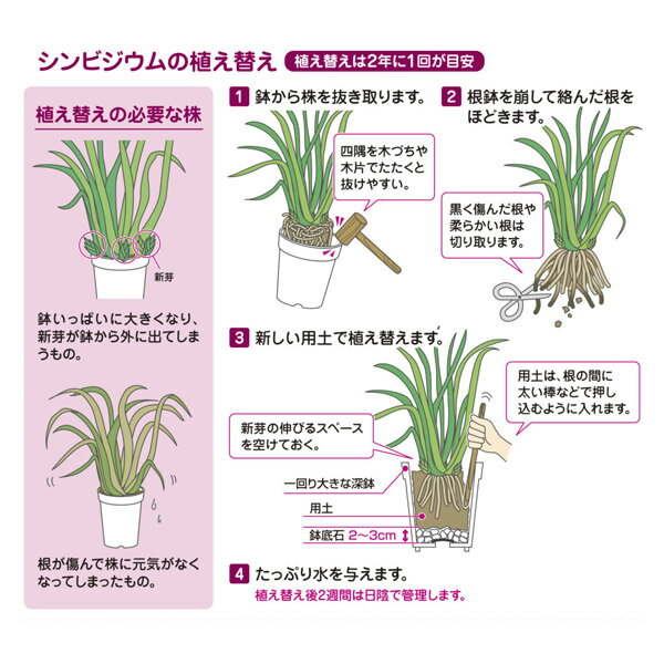 【K】【花ごころ】用土 培養土 洋らんの培養土【10L】