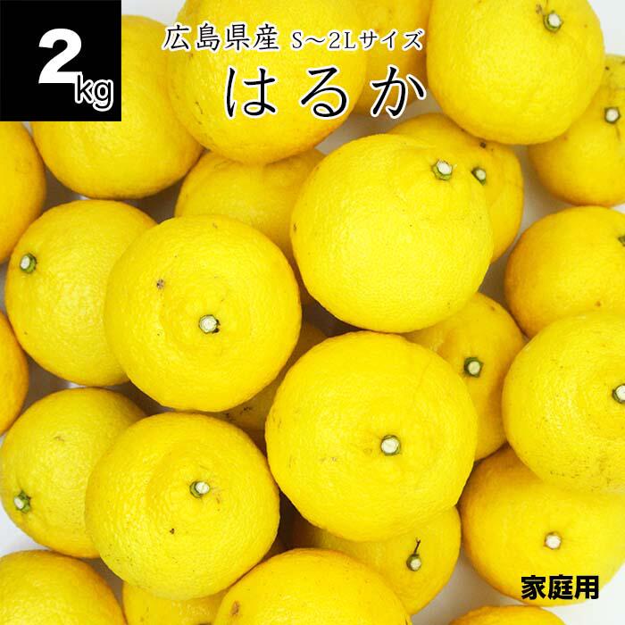 【送料無料】はるか 2kg 広島県産 健ちゃんファームのはるか サイズS〜2L はるかみかん 甘いみかん ノーワックス 家庭用 瀬戸内産 農家直送 産地直送　母の日