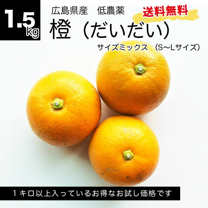 【送料無料】橙（ダイダイ）1.5kg　広島県産 無選別 サイズ混合 S~L ご家庭用 約7〜8個前後 お正月飾り 鏡餅 しめ縄 低農薬 オトメさんの橙