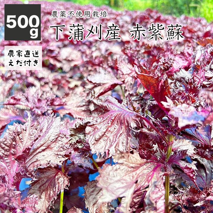 【8月7日発送開始】農薬不使用 赤しそ 500g 広島県産 枝付き しげちゃんHappyファーム 赤紫蘇 しそシロップレシピ付き 梅干し 赤シソ 下蒲刈産 農家直送 産地直送 送料無料のサムネイル