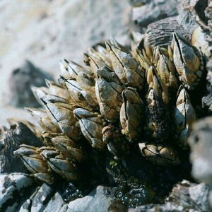 ナカジマ カメノテホイホイ NO.8063通販格安セール情報 楽天 通販