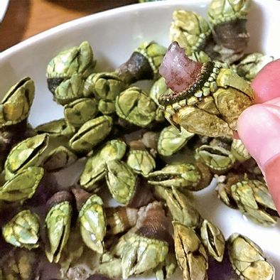 ナカジマ カメノテホイホイ NO.8063通販格安セール情報　楽天　通販