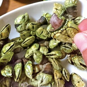 ナカジマ カメノテホイホイ NO.8063通販格安セール情報 楽天 通販