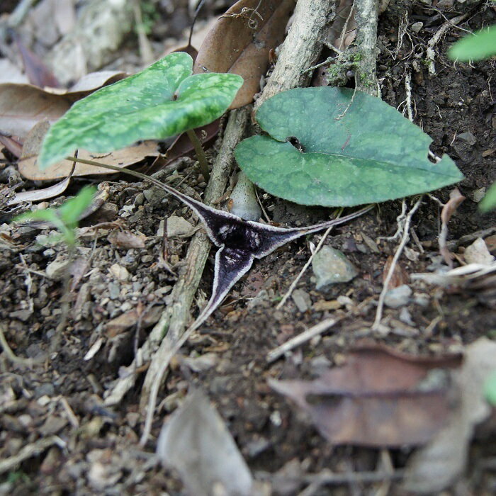 楽天市場】鹿内植の通販 