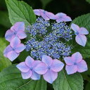 ヒュウガアジサイ『虹の谷』(にじのたに)