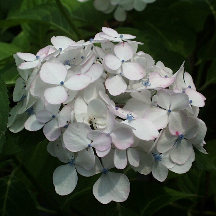 ヤマアジサイ『紅てまり』(べにてまり)