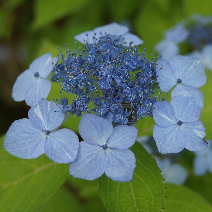 ヤマアジサイ『倉木美人』(くらきびじん)