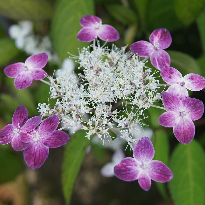 ヒュウガアジサイ『霧の夕映』(きりのゆうばえ)(4)