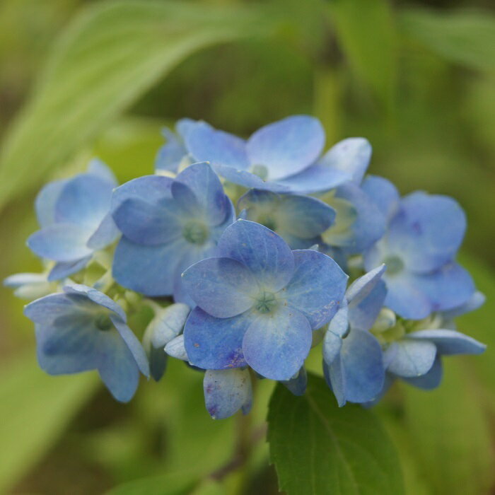 ヤマアジサイ『石鎚てまり』(いしづちてまり) 野趣に富むアジサイ　　 花は紫色味を帯びる青色、小型種で花付の大変良い品種です。萼片幅広く円弁花となります。＊お送りする苗は画像2枚目程度の苗、2年苗以上3号(9cm)ポット苗です。　（現在落葉状態です。（苗の画像は『日向の青てまり』です。) 1