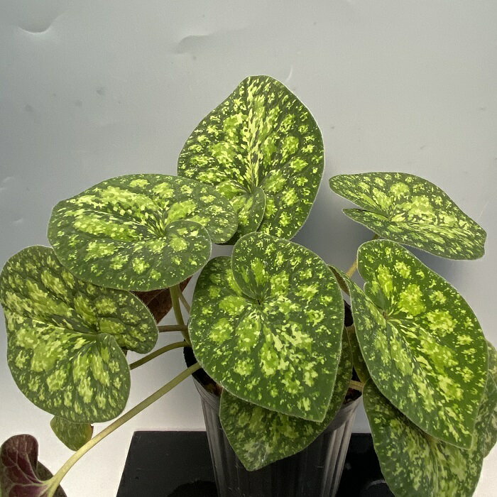 モノドラカンアオイ青軸葉模様優個体