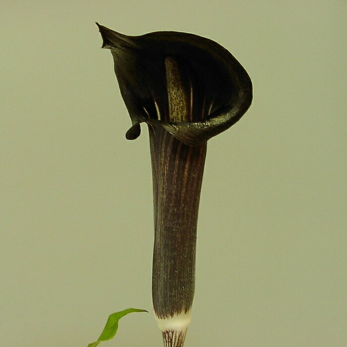 楽天市場】テンナンショウの通販