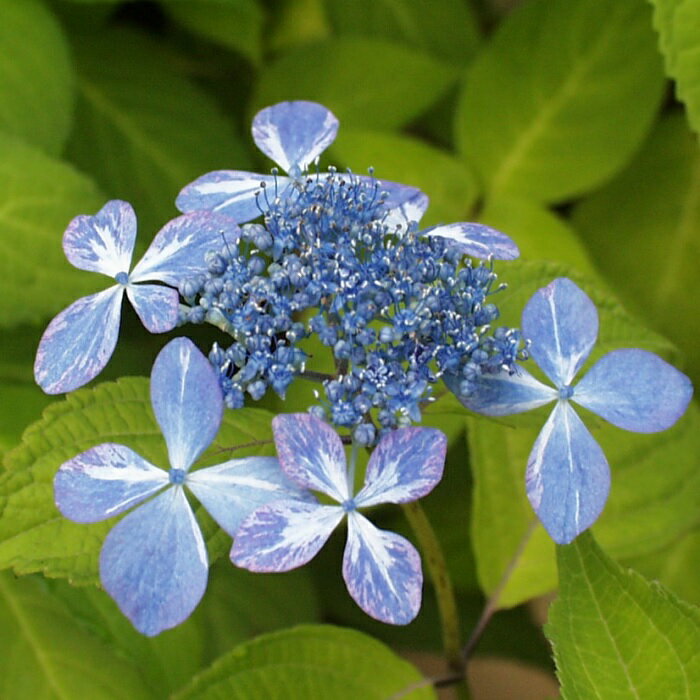 ヤマアジサイ『倉木の光』