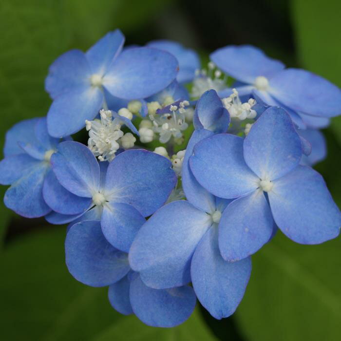 ヤマアジサイ『月ヶ谷てまり』(つきがたにてまり)...