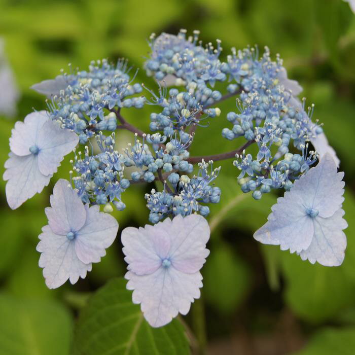 ヤマアジサイ『防長のなでしこ』(ぼうちょうのなでしこ)