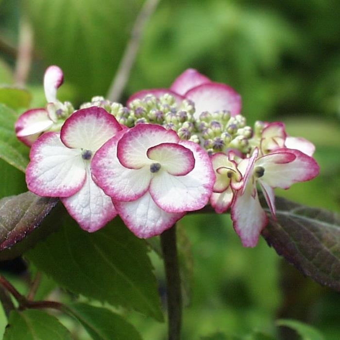 ヤマアジサイ『清澄沢』(きよすみさわ)