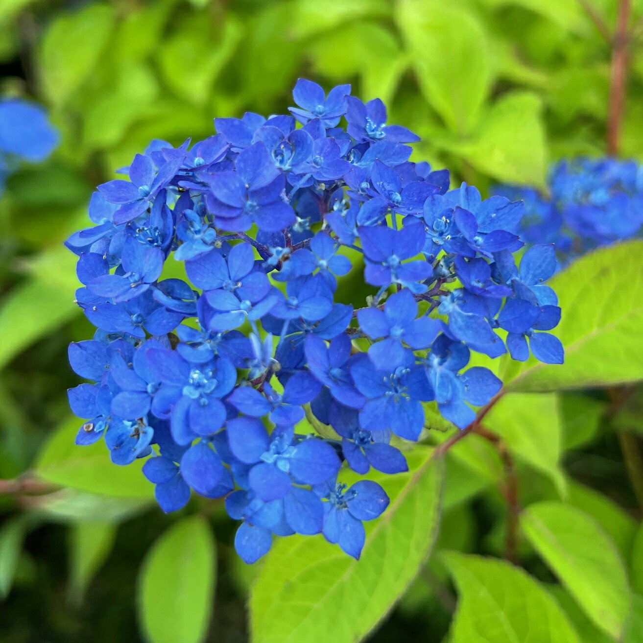 ヤマアジサイ『由布の輝』(ゆふのかがやき)