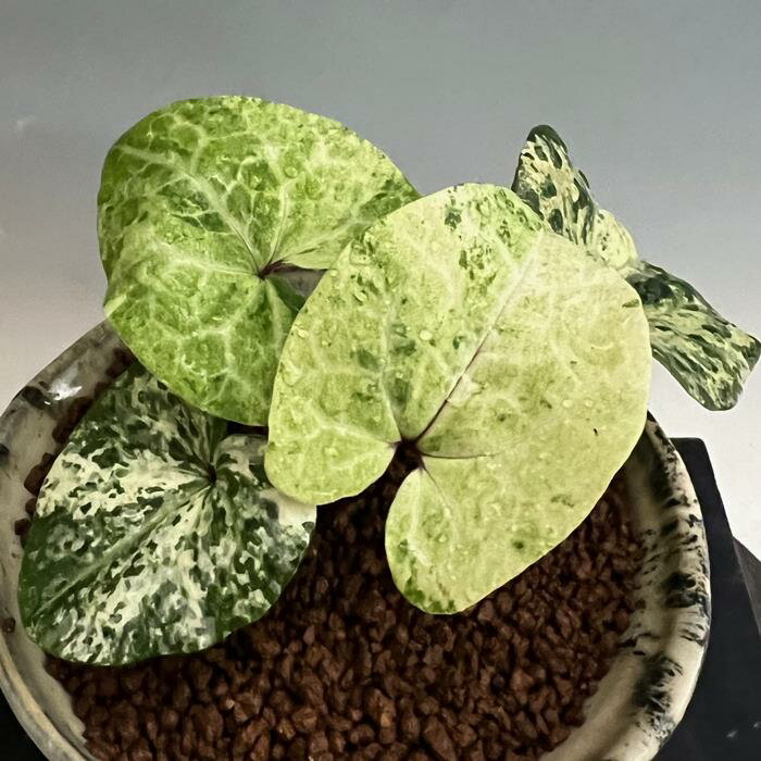 楽天市場】タイリンカンアオイの通販