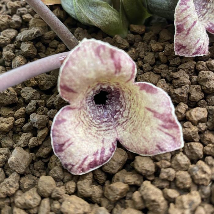 フジノカンアオイ赤紫縞花