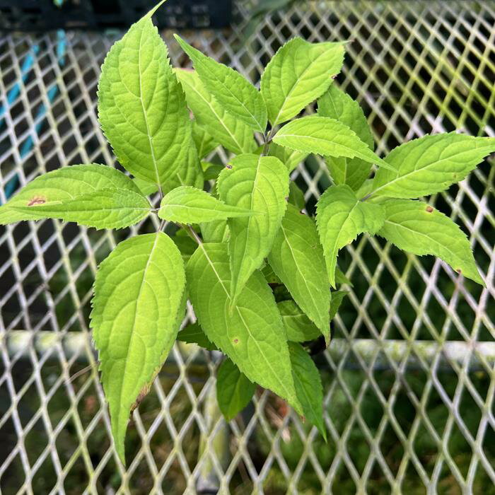 ��ޥ��������ؿ�������(���󤻤��ۤ�)