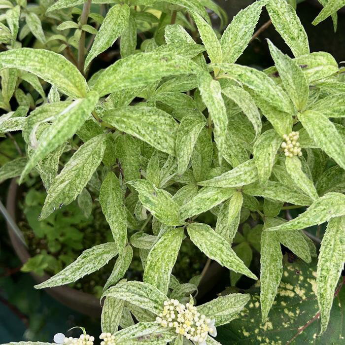 ヤマアジサイ『羽衣』(はごろも)