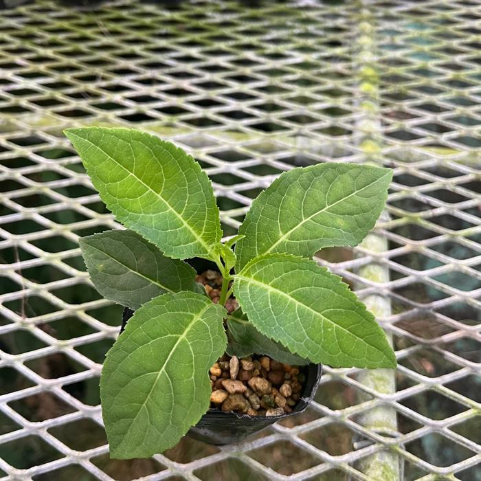 ��ޥ������������ڤƤޤ��(���餭�Ƥޤ�)