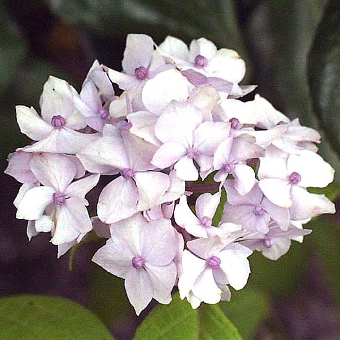 合種 - ヤマアジサイ『秋篠てまり』(あきしのてまり)