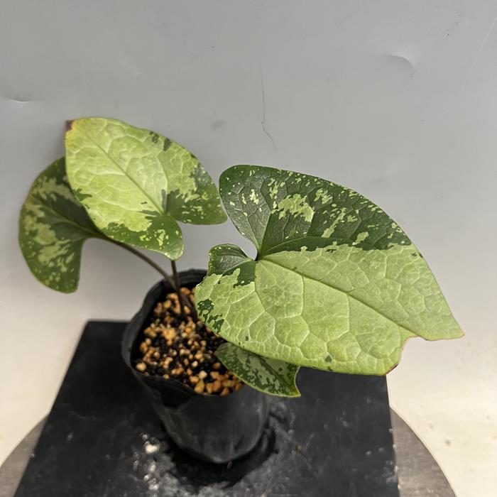 ���磻�Х��󥢥����ز��׺���