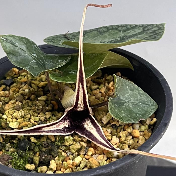 オナガカンアオイ『天晃』