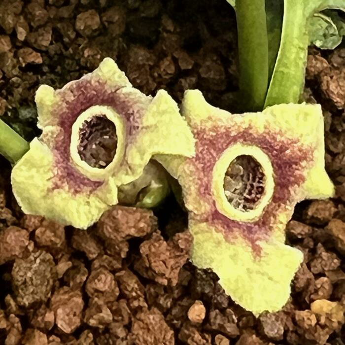 トイミサキカンアオイ青軸花