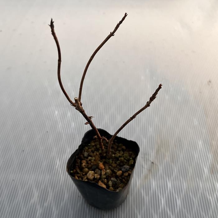 ��ޥ��������عȤƤޤ��(�٤ˤƤޤ�)